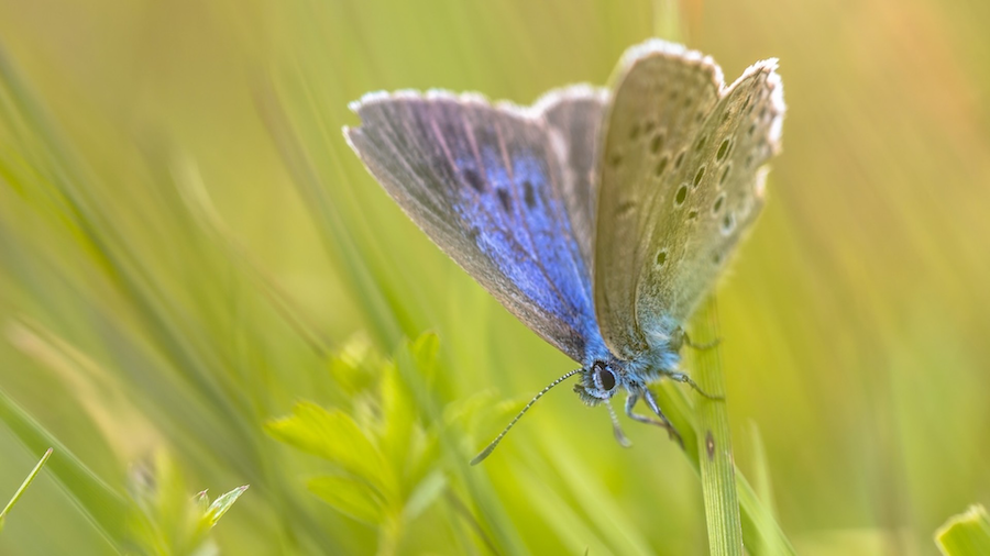 picture of the rare Alcon Blue Butterfly